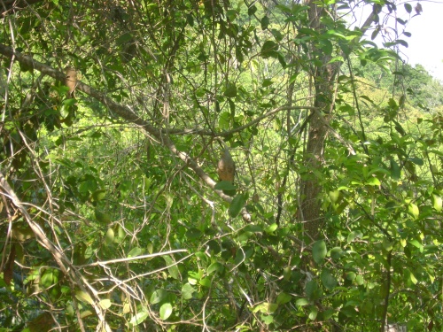 Hidden Jungle Hawk